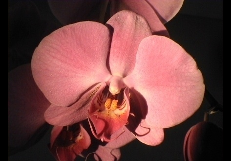 orchidee